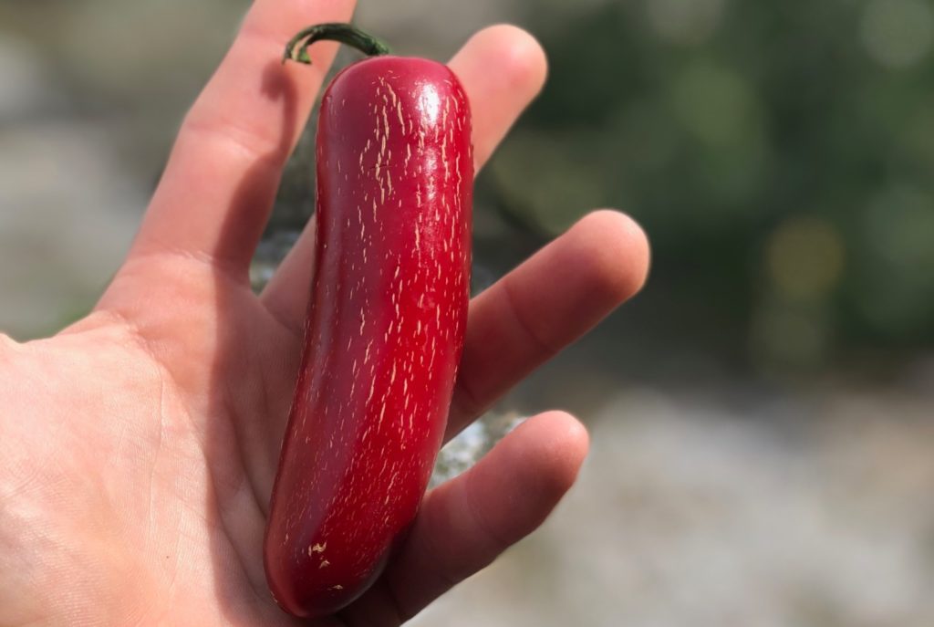Red jalapeno pepper
